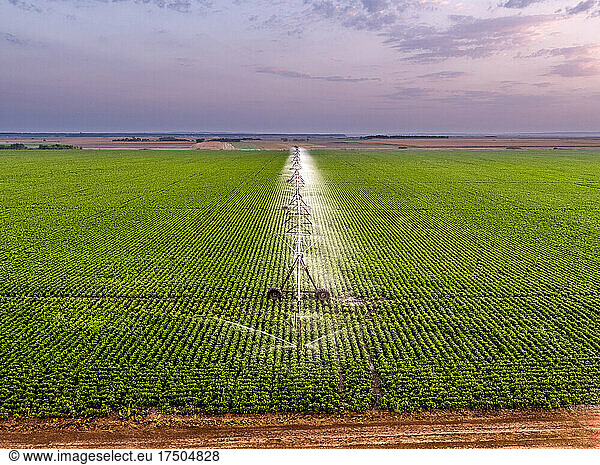 Aerial view of agricultural sprinkler watering vast green bean field at dawn