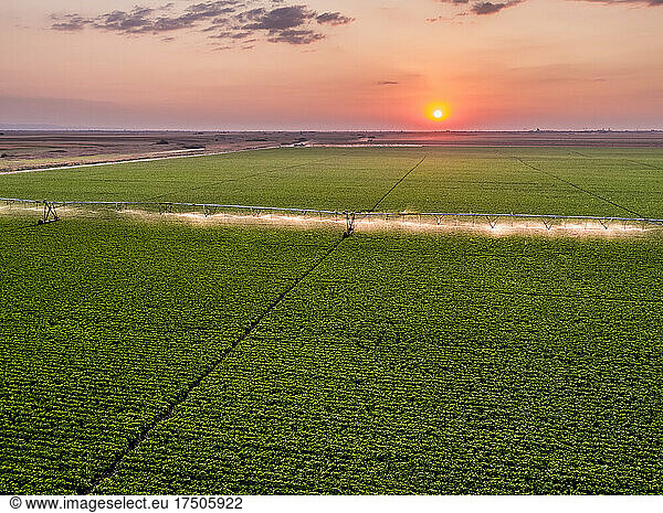 Aerial view of agricultural sprinkler watering vast green bean field at sunrise