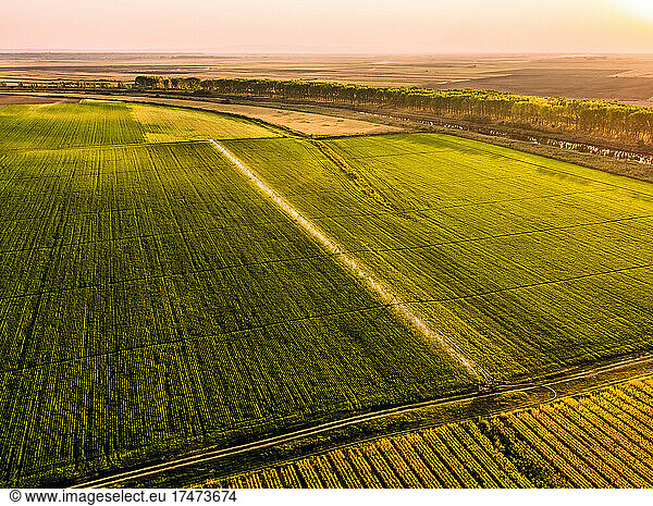 Aerial view of agricultural sprinklers irrigating vast soybean field at dawn