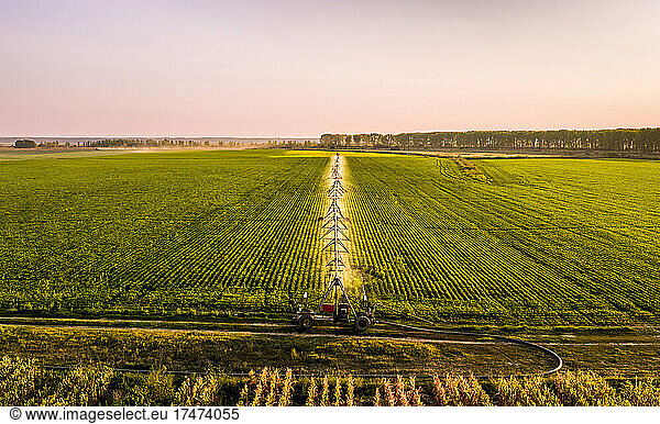 Aerial view of agricultural sprinklers irrigating vast soybean field at dawn