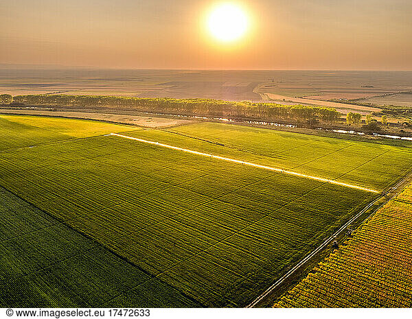Aerial view of agricultural sprinklers irrigating vast soybean field at sunrise