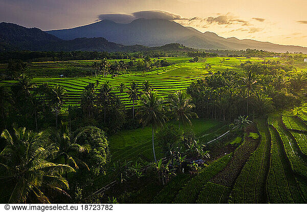 Aerial view of asia in indonesian rice fields with mountains at