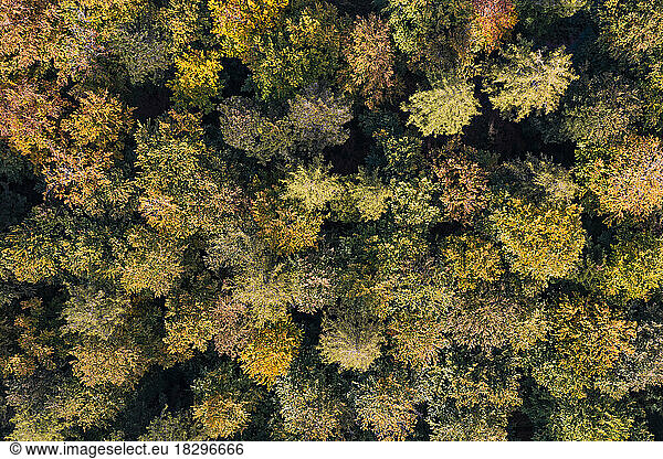 Aerial view of autumn forest in Schurwald range