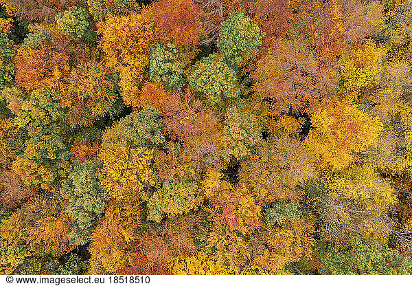 Aerial view of autumn forest in Steigerwald