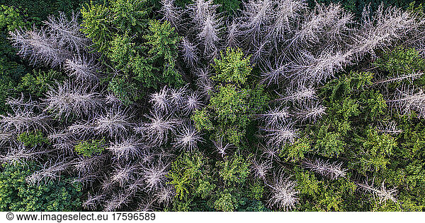 Aerial view of dieback caused by bark beetles in mixed coniferous forest