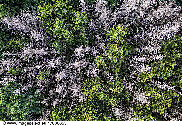 Aerial view of dieback caused by bark beetles in mixed coniferous forest