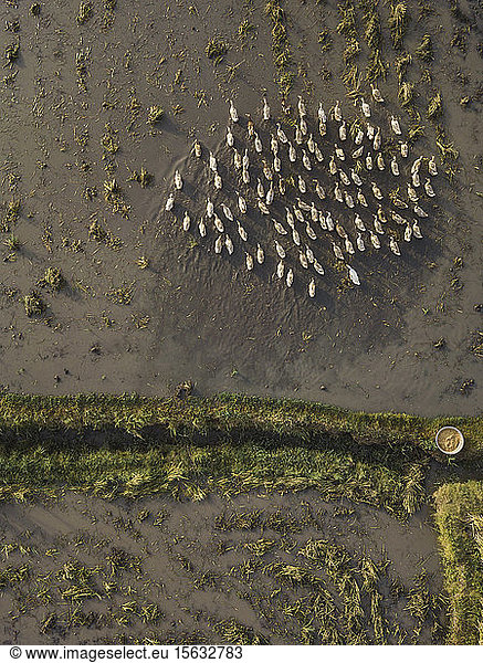 Aerial view of ducks on a paddy field  Bali  Indonesia