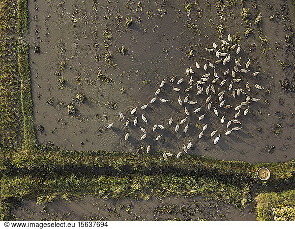 Aerial view of ducks on a paddy field  Bali  Indonesia