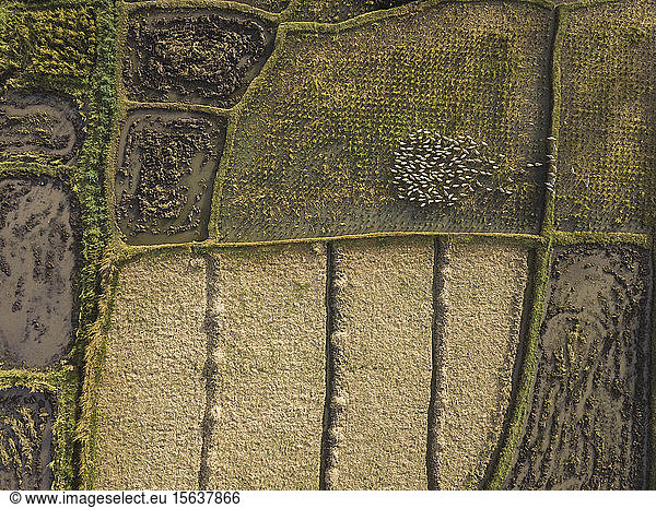 Aerial view of ducks on a paddy field  Bali  Indonesia
