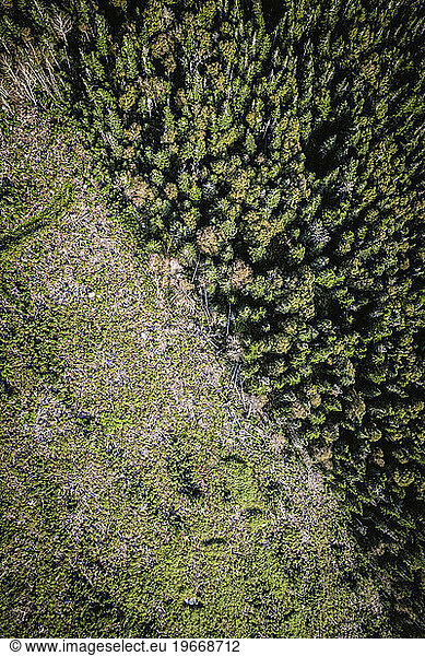 Aerial view of edge of logging clear cut and forested land in Maine