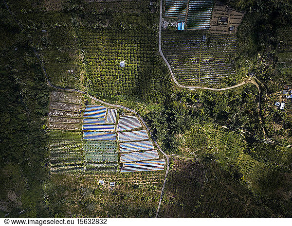 Aerial view of farm at Bali island  Indonesia