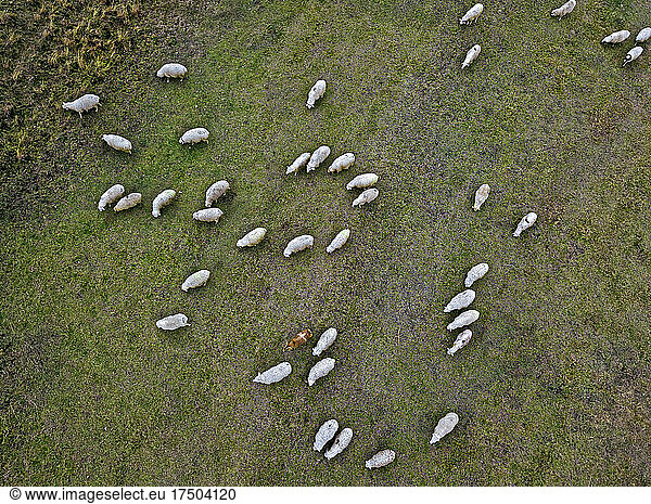 Aerial view of flock of sheep grazing in pasture