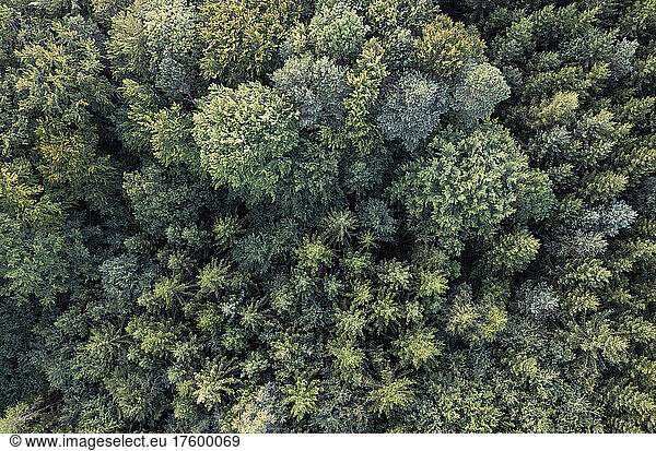 Aerial view of green canopies of mixed coniferous forest