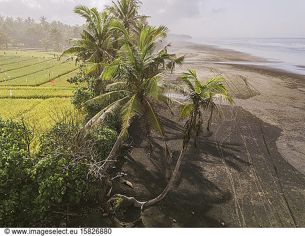 Aerial view of green palms