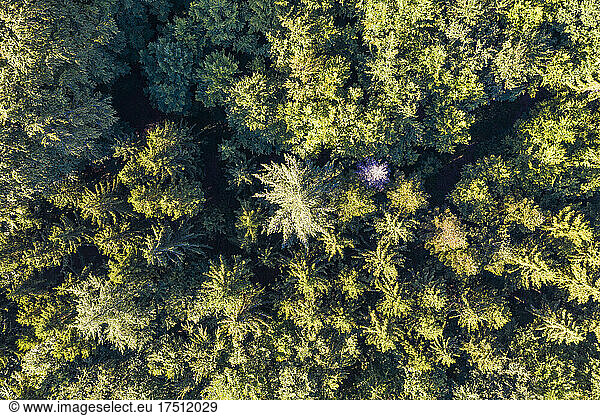 Aerial view of green spruce forest in Swabian Alps