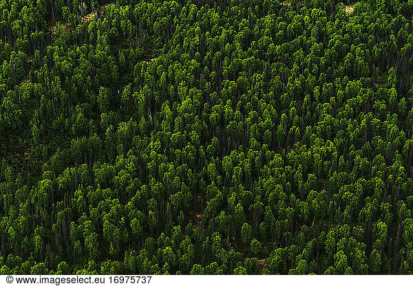Aerial view of green trees in Alaska