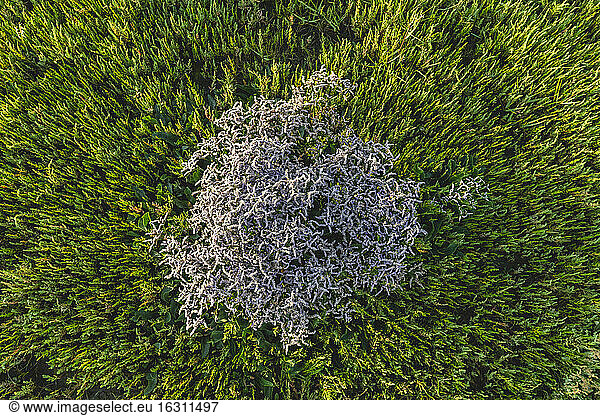 Aerial view of growing sea lavender (limonium) and salicornia