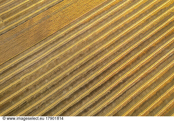 Aerial view of harvested wheat field