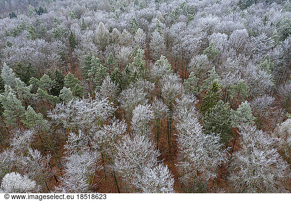 Aerial view of hoarfrosted forest in Steigerwald