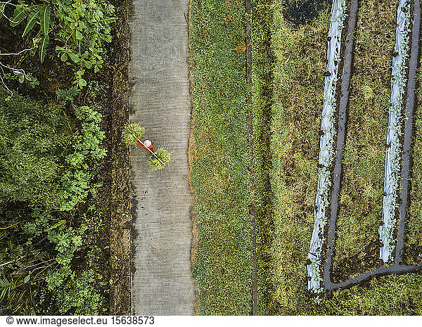 Aerial view of man with grass  Bali  Indonesia