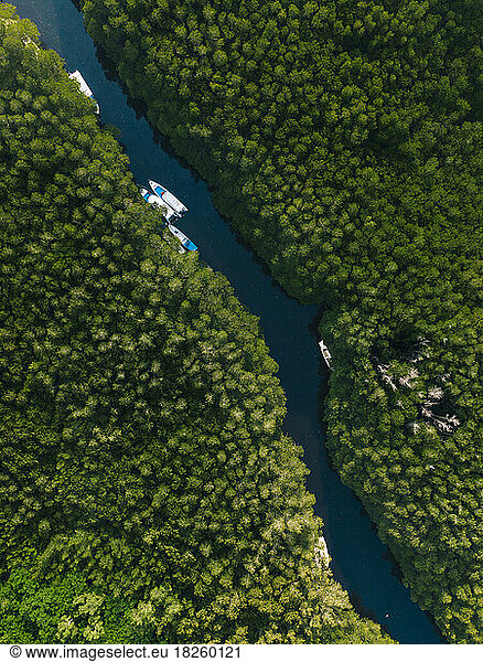 Aerial view of mangrove forest  Lembongan  Bali