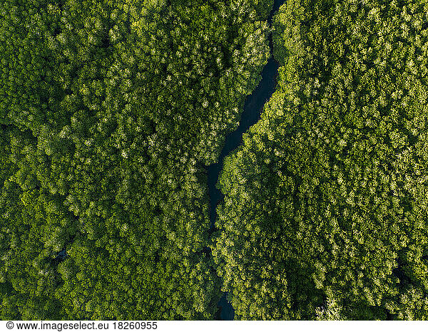 Aerial view of mangrove forest  Lembongan  Bali
