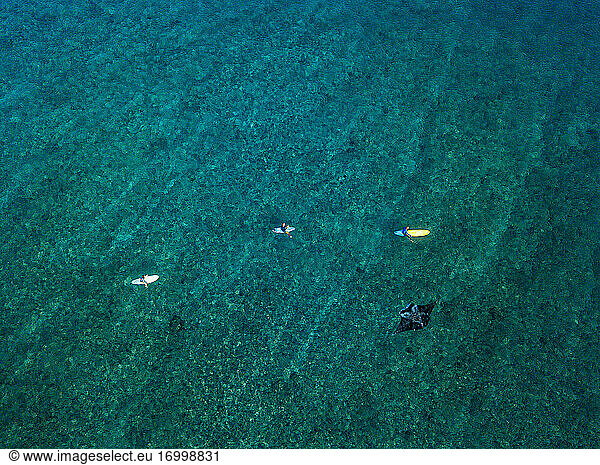 Aerial view of manta ray swimming beside group of surfers