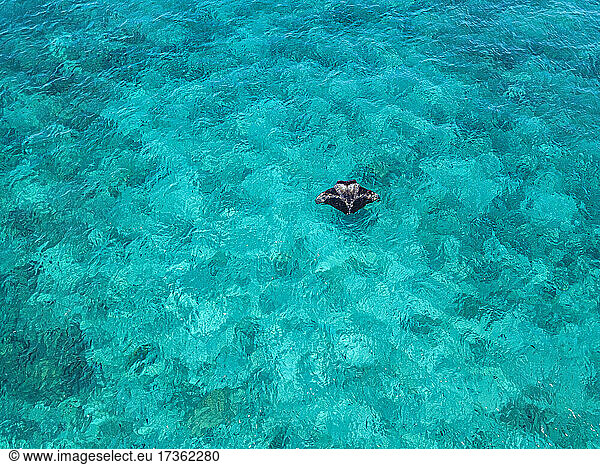 Aerial view of manta ray swimming near surface in turquoise waters of South Male Atoll