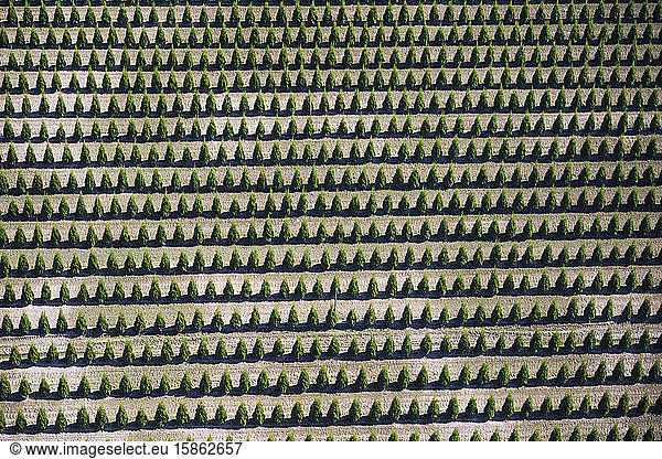 Aerial view of planted rows of evergreen trees.