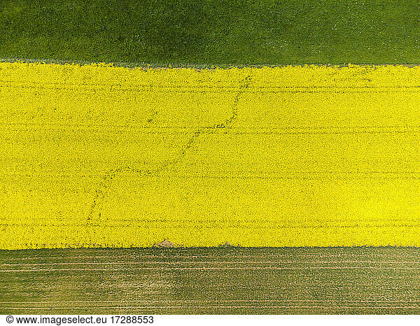 Aerial view of rapeseed field in summer