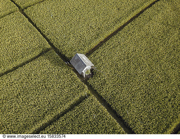 Aerial view of rice fields