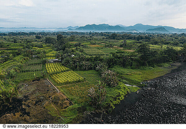 Aerial view of rice fields  Bali  Indonesia