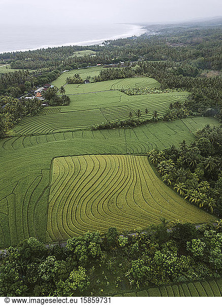 Aerial view of rice fields near ocean coastline