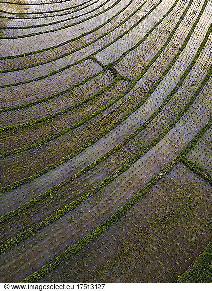 Aerial view of rice terraced field  Bali  Indonesia