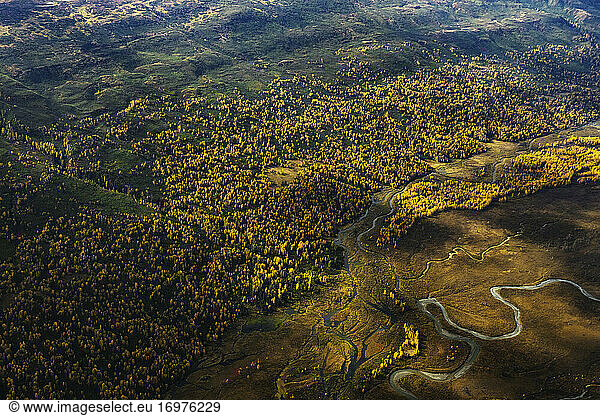 Aerial view of rivers and yellow birch trees in Alaska