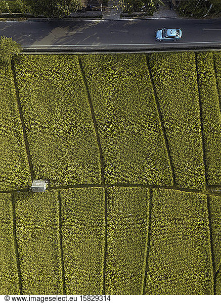 Aerial view of road near rice fields