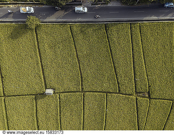 Aerial view of road near rice fields