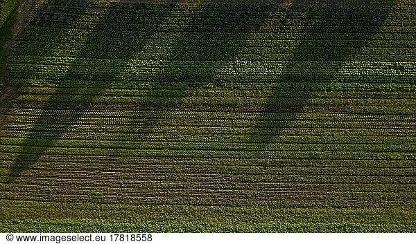 Aerial view of rows of plants