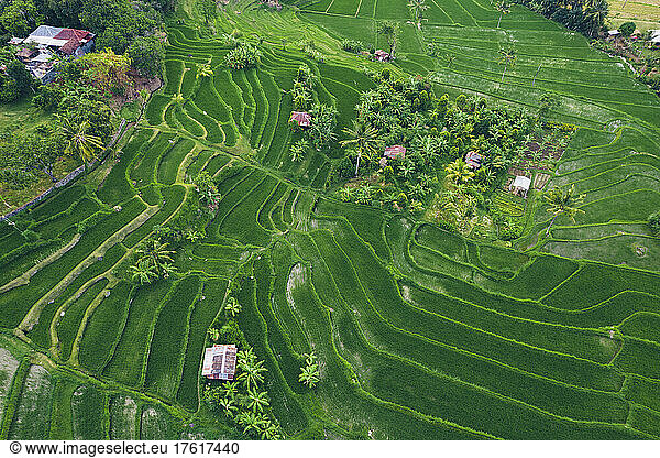 Aerial view of Sambangan rice fields in Sukasada District; Buleleng  Bali  Indonesia