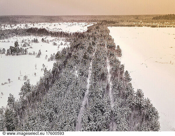Aerial view of snow covered forest