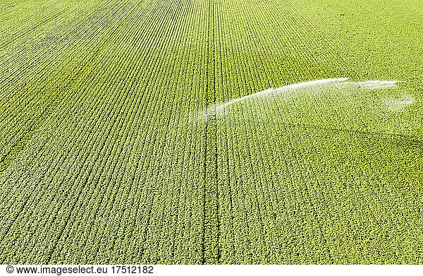 Aerial view of sprinkler watering vast potato field in summer