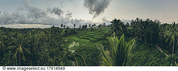 Aerial view of terraced rice fields and the lush vegetation of the uplands in Ubud; Ubud District  Gianyar Regency  Bali  Indonesia