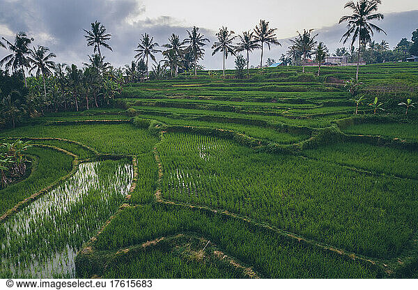 Aerial view of terraced rice fields in Ubud; Ubud District  Gianyar Regency  Bali  Indonesia