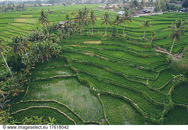 Aerial view of terraced rice fields in Ubud; Ubud District  Gianyar Regency  Bali  Indonesia