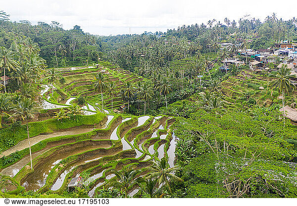 Aerial view of terraced rice fields near a village in rainforest in Bali  Indonesia Lush green paddy field plantations full of water on the hill in the jungle