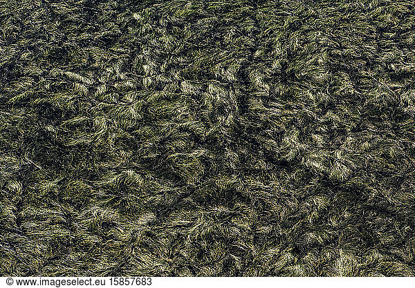 Aerial view of the dense vegetation in the Brazilian Pantanal wetlands