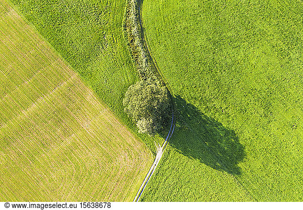 Aerial view of tree and path on meadow at Bichl  Upper Bavaria  Bavaria  Germany