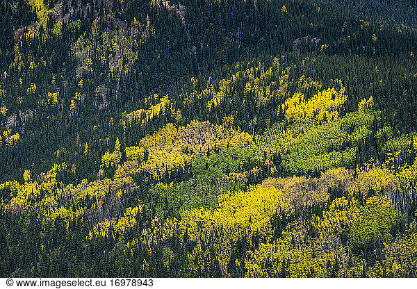 Aerial view of trees turning colors in autumn  Denali National Park And Preserve  Denali Borough  Interior Alaska  Alaska  USA