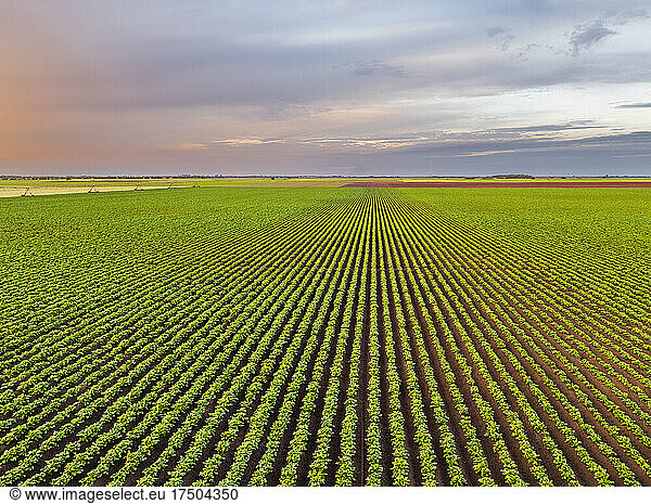 Aerial view of vast green potato field at dawn
