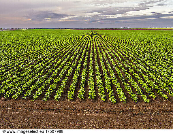 Aerial view of vast green potato field at dawn